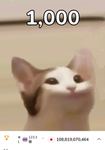 猫グループ！。