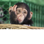 #monkeyss