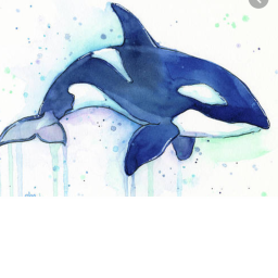 -Orca Dream Stadium Adoption and Training Center