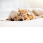 Pet Bffs