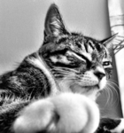 Yuni cats
