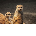 Meerkat sparkle x
