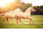 The Horsey People