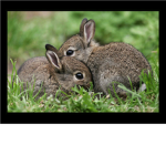 Save The Bunnies