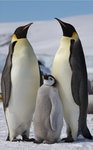Noahs Penguins!