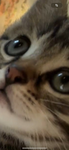 vvmeyo