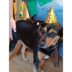Clarabelle the doggy