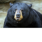 black bears gang