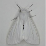 Moth Family