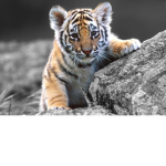 TigerTeamRulez