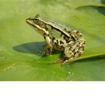 The best frogs