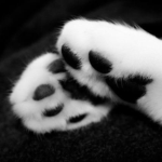 /kitten