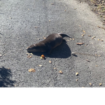 otter funding group