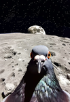 Space Pigeons
