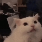 • ᴄ ᴏ ᴛ ᴛ ᴏ ɴ •