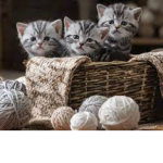 Forrest cat group