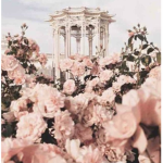 LoVe Petals