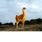 The Golden Llama Organization.
