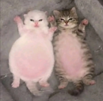 /meowchi