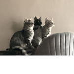 Kittens rock YT