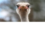 fat ostriches united