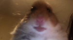 EMOTES EMOTES EMOTES