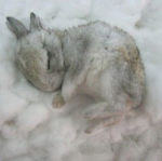 *blade bunniez