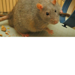 de rat po po