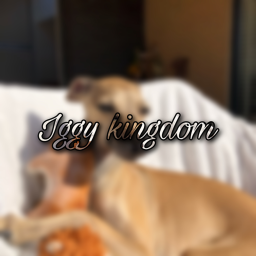 Iggy Kingdom [beta]
