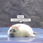 harp-seals