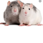 Rat bag