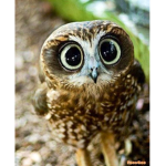 HooBlox