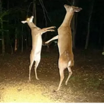 The Walkers of the Forest.