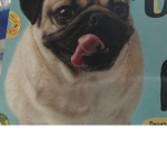 Pug fan group!!!!!