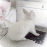 cherii ୨୧