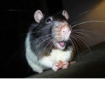 rAtS ArE loVeLy