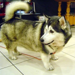 Husky BOSS