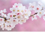 Cherry Blossom Colony!