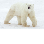 Time nounours