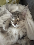 Purr Harbor