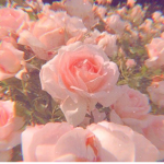 Aᴇsᴛʜᴇᴛɪᴄ ʀᴏsᴇs