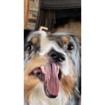 Scout the dog