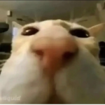 Zoom cat