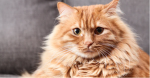 ~Meow Meow Meow~