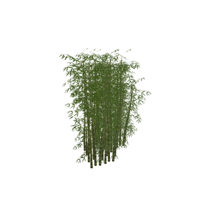Bamboo Patch