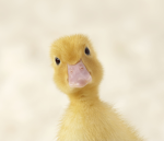 DUCKY RIOT (DUCK GROUP)