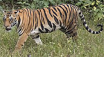 tiger fam!!!!
