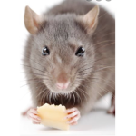 #RAT SQUAD