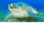 Sleepy turtles