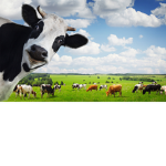 green cows